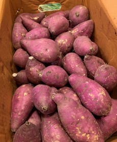 호밤고구마 1kg 행사중!! 