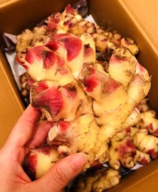국내산 생강 280~300g 작음!