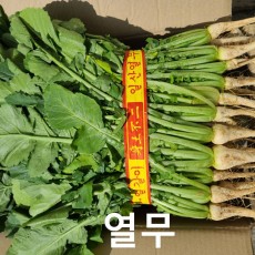 일산 열무 1단