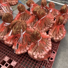토종 의성 마늘 특특 100개