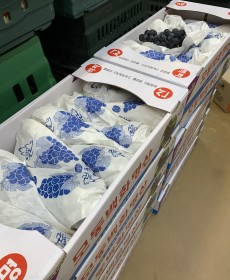 탱글탱글 캠벨포도 3kg 사이즈 : 알이커요 특사이즈