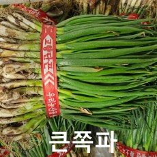 보성 쪽파 1단 행사중!! 쪽파김치용 짧아서 좋아요!!