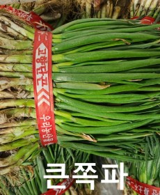 보성 쪽파 1단 행사중!! 쪽파김치용 짧아서 좋아요!!