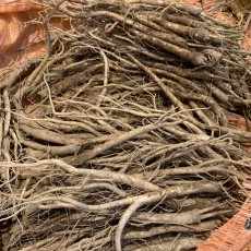 영주 피도라지 470~500g