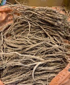 영주 피도라지 470~500g