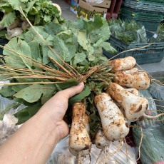 전라도 영암 조선 알타리 1단