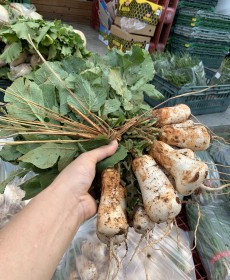 전라도 영암 조선 알타리 1단