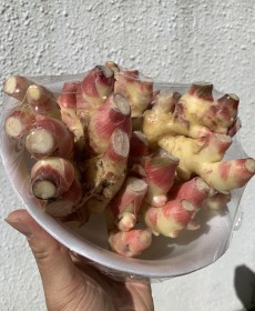 햇 생강 1kg