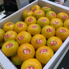 하우스 감귤 45개 맛보장