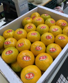 하우스 감귤 45개 맛보장