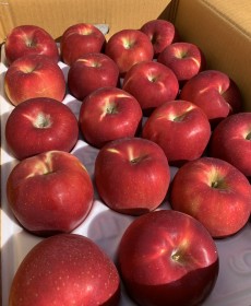 경북 청송 부사 사과 6개 