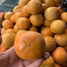 진주단감 11개 사이즈 : 왕특