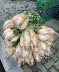 줄포에서 올라온 다발무 5개