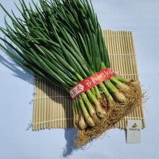 쪽파 반단