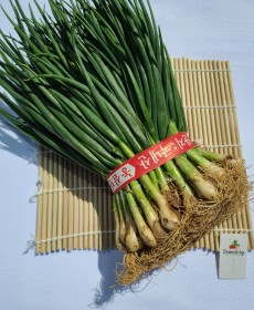 쪽파 반단