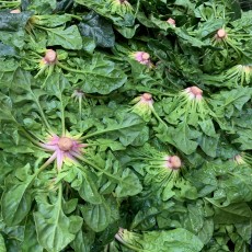 노지 비금섬초 1근