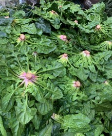 노지 비금섬초 1근