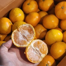 유라조생 귤 1.3kg 사이즈 2S