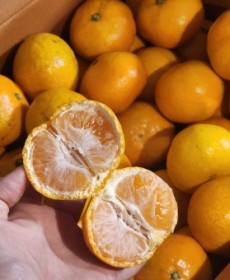 유라조생 귤 1.3kg 사이즈 2S