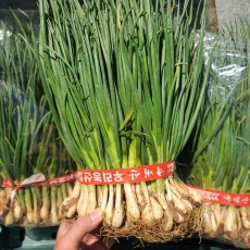 쪽파김치용 쪽파큰단