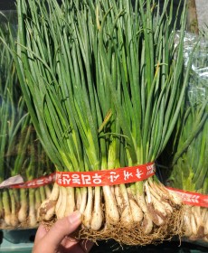 쪽파김치용 쪽파큰단