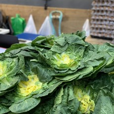 진도 원조 박윤 봄동 (정품)