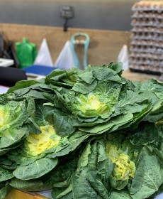 진도 원조 박윤 봄동 (정품)