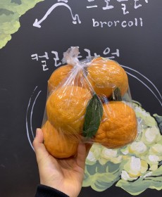 제주 맛보장 한라봉 맛있음 !! 8개