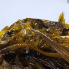 국내산 부산기장 물미역