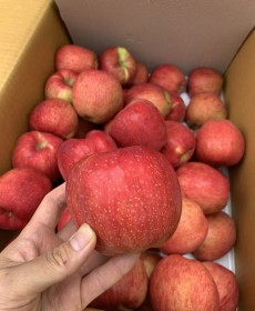 본격! 홍로사과 5~6개 (국내산)