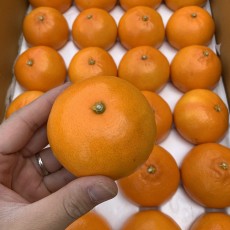 청정제주명품 천혜향 10~11개 행사상품