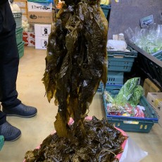 국내산 부산기장 곰피물미역