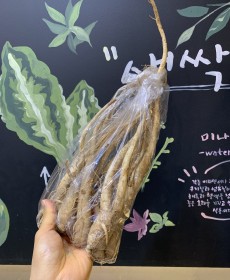 영주 피도라지 470~500g