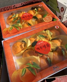 선물세트 제주 한라봉 5kg 16개