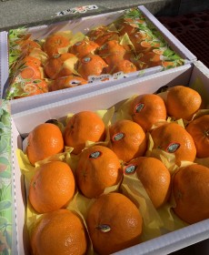 제주 강정배 레드향 20개 5kg ★선물용★