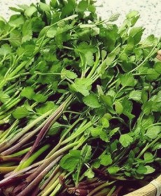 순천미나리 1단 생으로드실수있습니다.