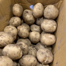 하우스 햇감자 1.2kg