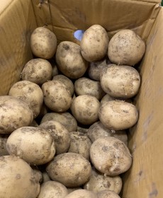 하우스 햇감자 1.2kg