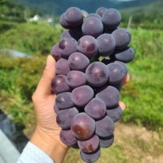 거봉 1송이 1kg 알 커요!