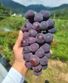 거봉 1송이 1kg 알 커요!