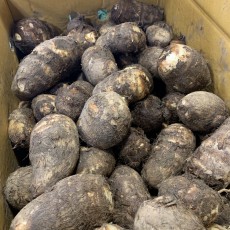 국산 곡성 토란 1kg