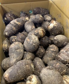 국산 곡성 토란 1kg