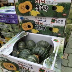 미니밤호박 9개 제주도