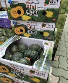 미니 밤호박 3개 제주도