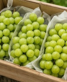 샤인머스켓 1박스 3송이 2kg 오늘의행사 맛보장
