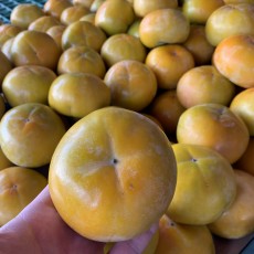 진주단감 11개 사이즈 : 왕특