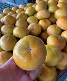 진주단감 11개 사이즈 : 왕특