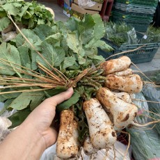 전라도 영암 조선 알타리 1단