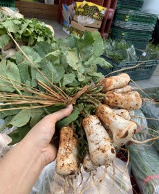 전라도 영암 조선 알타리 1단