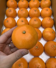 제주 강정배 레드향 20개 5kg ★선물용★